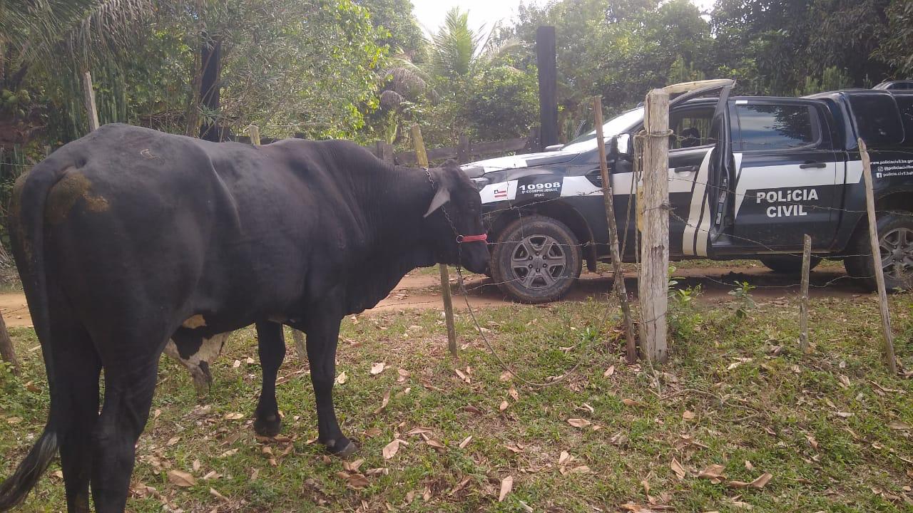 Polícia Civil recupera boi furtado na zona rural de Ipiaú e prende receptador Polícia Civil recupera boi furtado na zona rural de Ipiaú e prende receptador